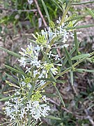 Grevillea biternata.jpg