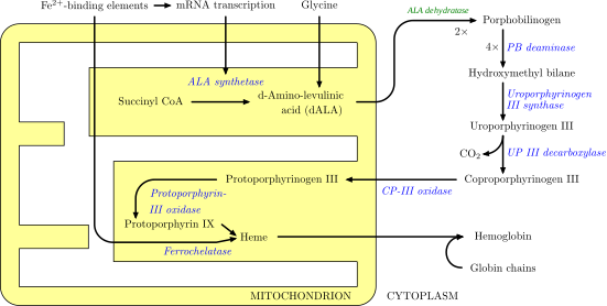 Síntesis del Hemo en citoplasma y mitocondria.