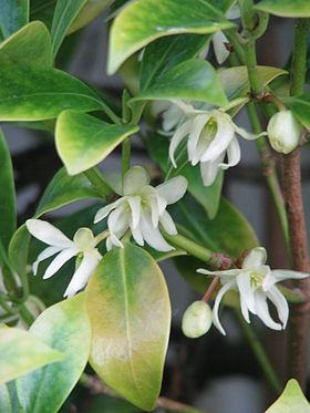 Japansk Stjerneanis (Illicium anisatum)