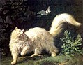 Jean-Jacques Bachelier, An Angora cat
