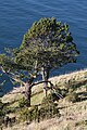 Juniperus maritima