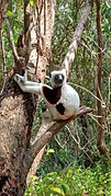 Lemur Coquerel's sifaka male.jpg