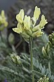 Oxytropis monticola