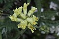 Oxytropis monticola