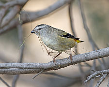 Pardalotus punctatus female with nesting material - Risdon Brook