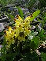 Pedicularis oederi