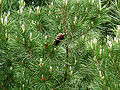 Cultivated, Wallsend, Northumberland, England