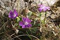 Primula wulfeniana