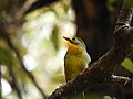 Red-billed leiothrix