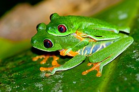 Red-eyed Tree Frog (Agalychnis callidryas) mating pair.jpg