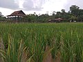 Shah Alam National Botanical Park, the paddy fields