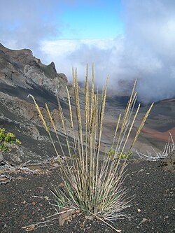 Trisetum glomeratum, Maui, Hawaii Foto: Forest Starr & Kim Starr