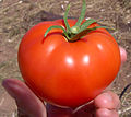 El tomate (jitomate, en el centro de México), lo cultivaron posteriormente las civilizaciones prehispánicas de México.