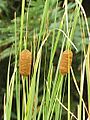 Typha laxmannii