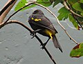 Yellow-rumped Cacique