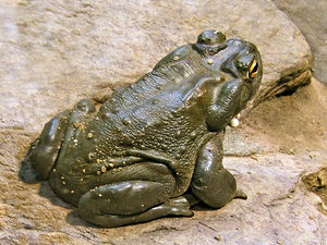 Bufo alvarius