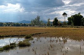 20171115 Rice fields Xiangkhouang Province Laos 2819 DxO.jpg