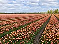 Tulpenveld nabij Hijken