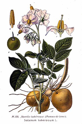 Descripcion d'l'imatge 234 Solanum tuberosum L.jpg.