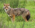 Golden jackal at Upper Bhavani, India