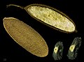  Amphilophium crucigerum