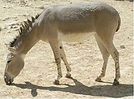 Equus afrucanus somaliensis