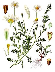 Anthemis arvensis L.