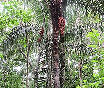 Bactris gasipaes (29601557151).jpg