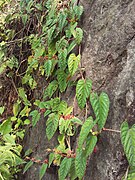 Begonia Vine 4.jpg