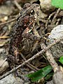 Bufo boreas