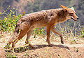 Canis latrans