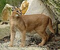 Caracal