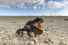 Chamaeleo namaquensis en Namib-Naukluft.