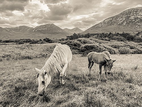 Connemara National Park Photograph: Diego Lopez