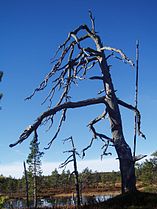Dead tree in eastern Norway