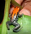 Poison dart frog, Dendrobates reticulatus, in easternmost Peru.