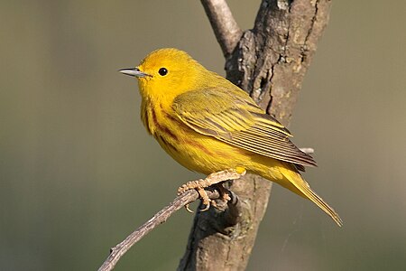 American yellow warbler, by Mdf