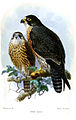 John Gerrard Keulemans rajza két Falco peregrinus minorról, 1874-ből