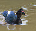 Pato-selvagem (Cairina moschata)