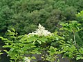 Foliage and flowers; Bulgaria