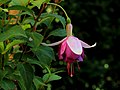 Fuchsia 'Jessie Pearson'.