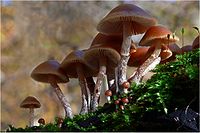 Galerina marginata