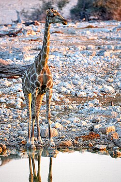 Giraffe (giraffa) during sunset at Okaukuejo waterhole in Etosha