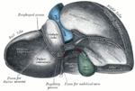 Thumbnail for Ligamentum venosum