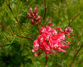 Miniatura para Grevillea fililoba