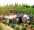 Para perempuan dan anak-anak Yunani sedang memanen teh di Chakva, Georgia, antara tahun 1905-15