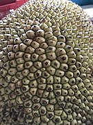 Jackfruit detail.jpg