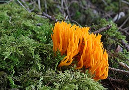 Calocère Calocera viscosa, um Dacrymycetes