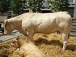 photo couleur d'une vache blonde musclée à courtes cornes.