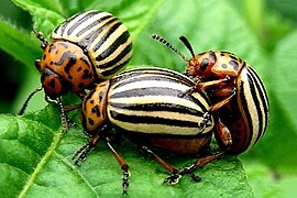 Escaravellos adultos apareándose en Galicia
